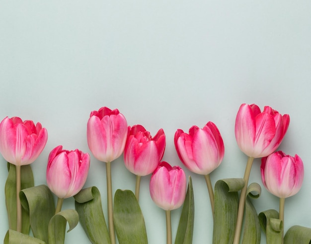 Flores de tulipán rosa sobre fondo pastel