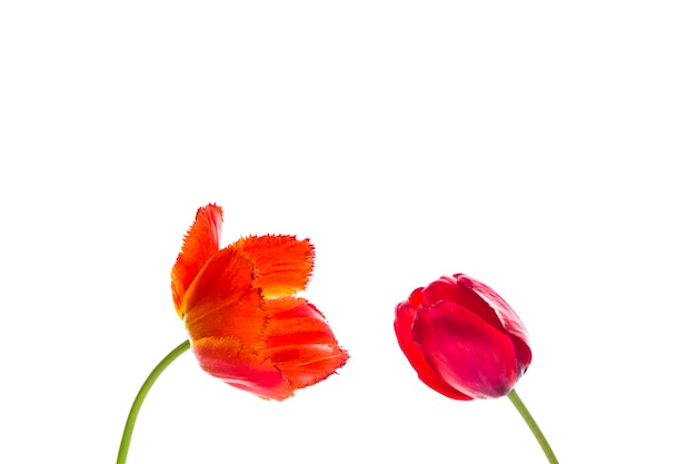 Flores de tulipán sobre fondo blanco con espacio para su texto.