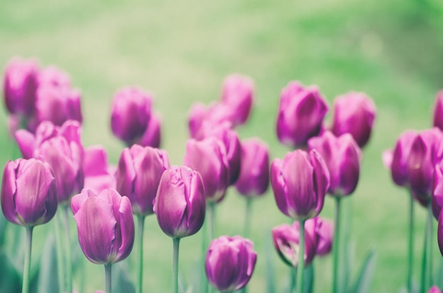 Flores de tulipán violeta