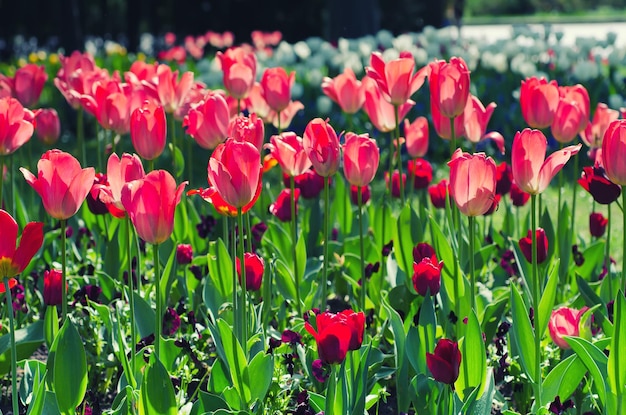 Flores de tulipán violeta