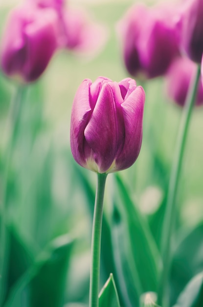 Flores de tulipán violeta