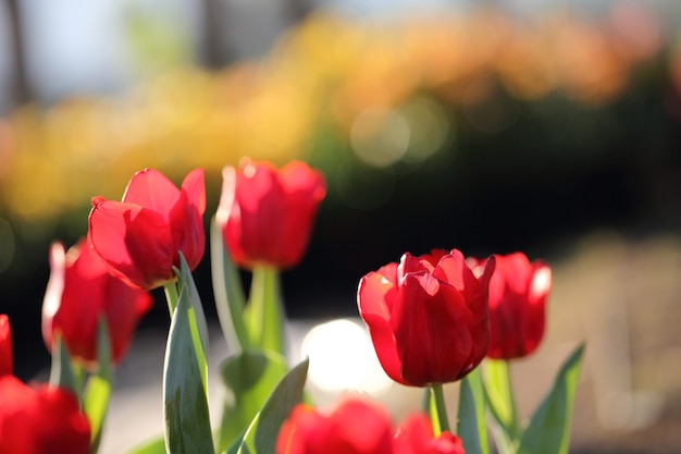 Flores de tulipán