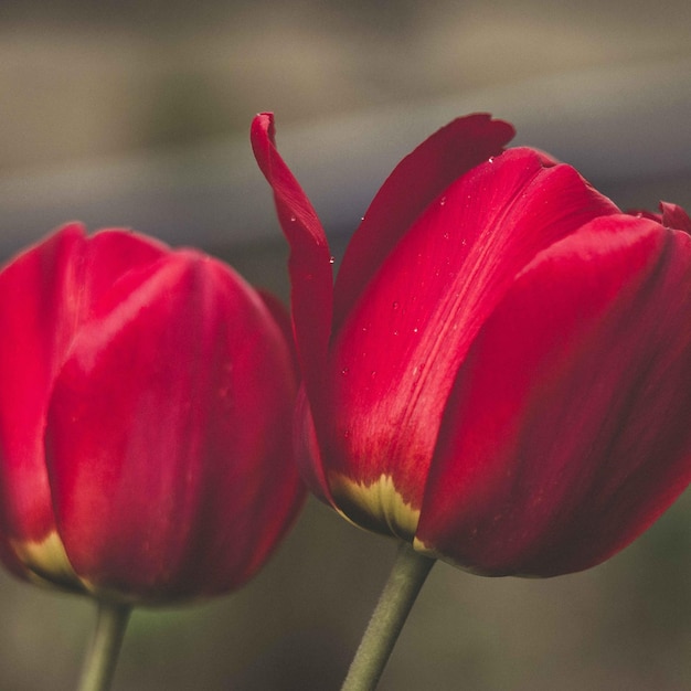 flores de tulipán