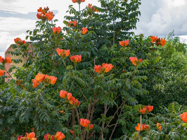 Foto las flores de los tulipanes africanos