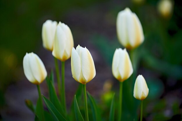 Flores de tulipanes amarillos y blancos en un exuberante jardín en el patio exterior en primavera cerrar la vista del paisaje de la hermosa jardinería con plantas elegantes y tallos verdes vibrantes en un patio trasero cultivado