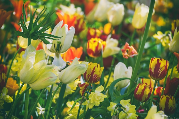 Flores de tulipanes amarillos y blancos