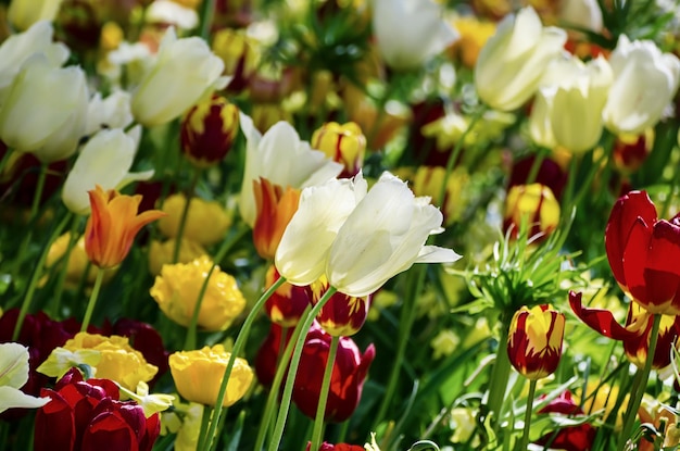 Flores de tulipanes amarillos y blancos