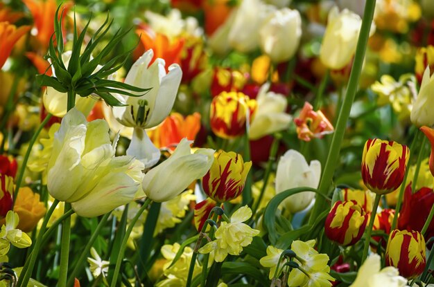 Flores de tulipanes amarillos y blancos