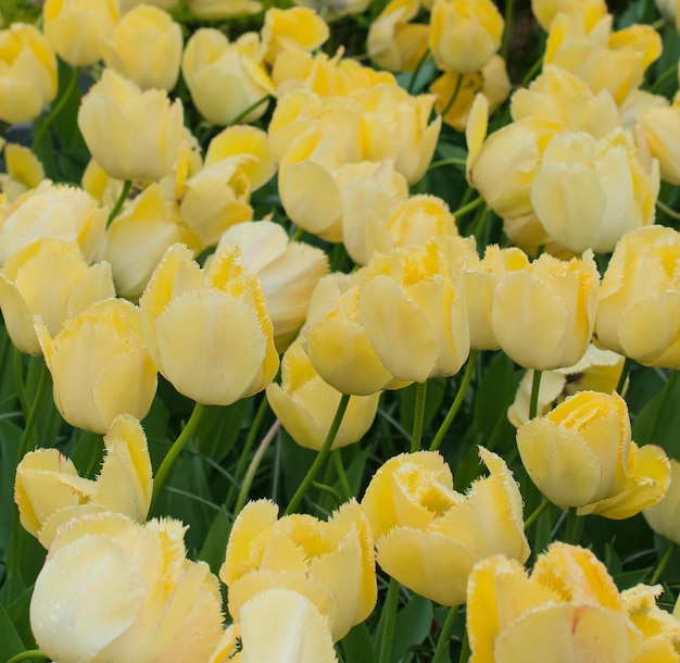 Flores de tulipanes amarillos de cerca con enfoque selectivo Concepto de primavera o verano Fondo de primavera Tarjeta festiva de saludo