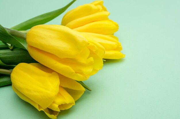 Flores de tulipanes amarillos sobre un fondo de menta. Esperando la primavera. Feliz tarjeta de pascua. Vista plana, vista superior. Copiar espacio para texto