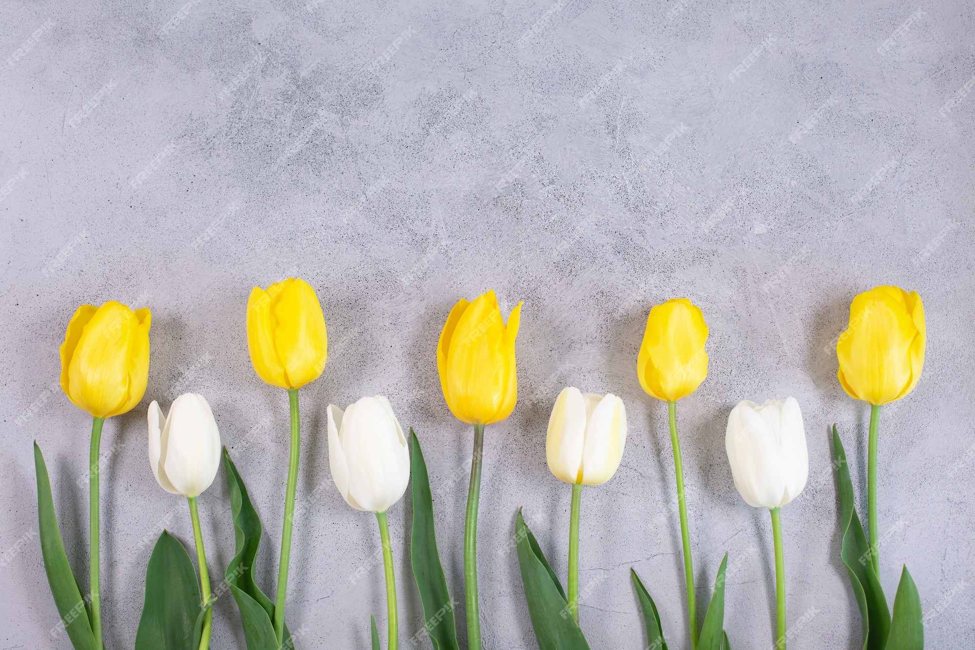 Flores de tulipanes blancos y amarillos sobre superficie gris | Foto Premium