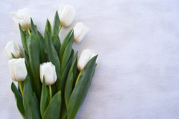 Flores de tulipanes blancos sobre fondo blanco de madera. Copie el espacio.