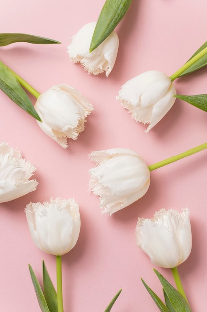 Flores de tulipanes blancos sobre un fondo rosa pastel