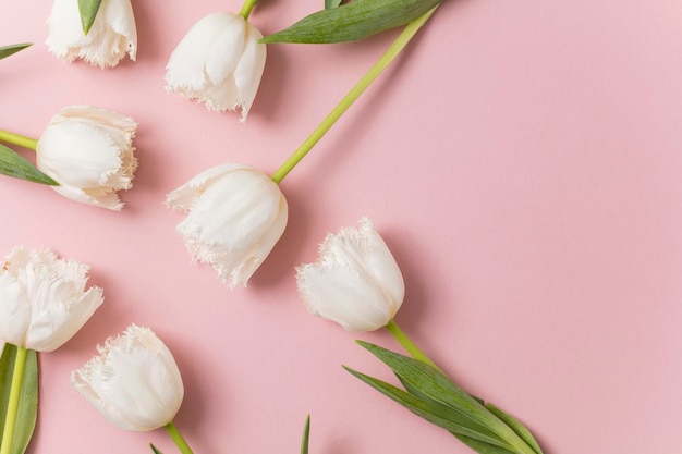Flores de tulipanes blancos sobre un fondo rosa pastel
