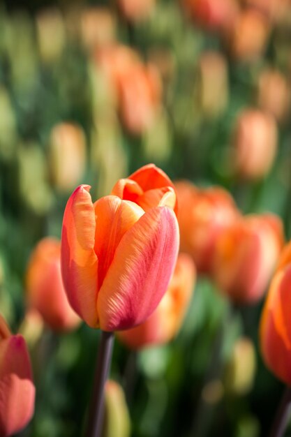 Foto flores de tulipanes de color naranja en el jardín
