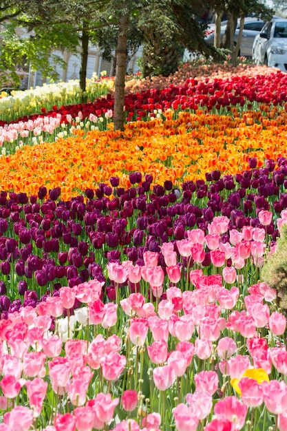 Foto flores de tulipanes de colores florecientes en el jardín