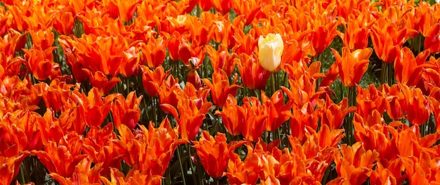 Flores de tulipanes en flor como fondo de plantas florales