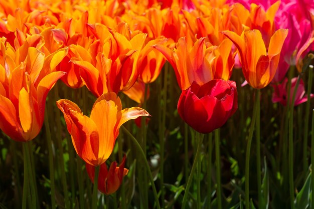 Flores de tulipanes en flor como fondo de plantas florales