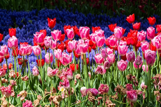 Flores de tulipanes en flor como fondo de plantas florales