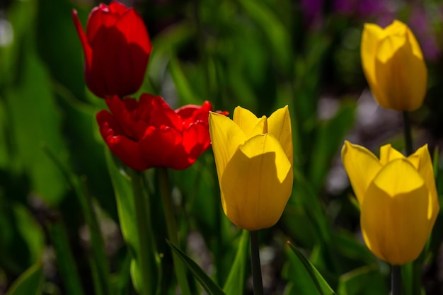 Flores de tulipanes florecientes multicolores en un día soleado en la primavera