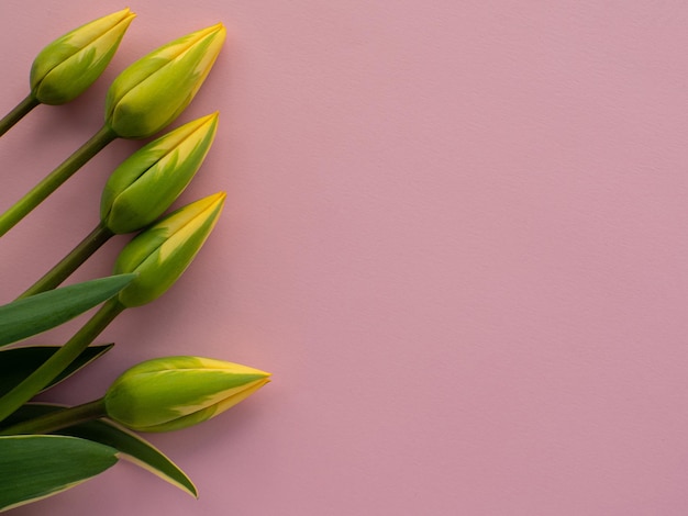 Flores de tulipanes y fondo de papel con espacio de copia.