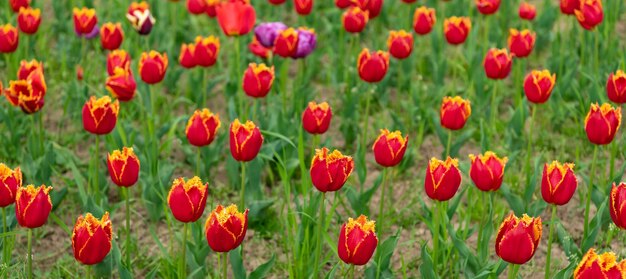 Flores de tulipanes holandeses frescos en el campo