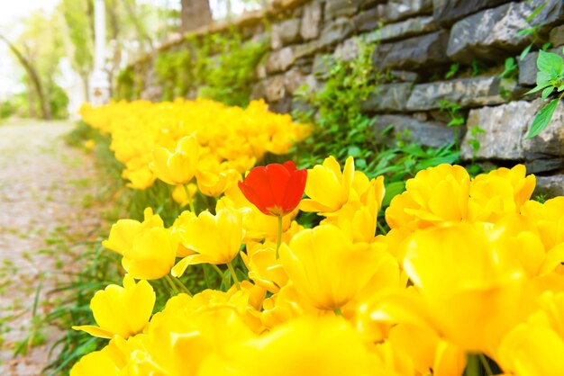 Flores de tulipanes en parque verde