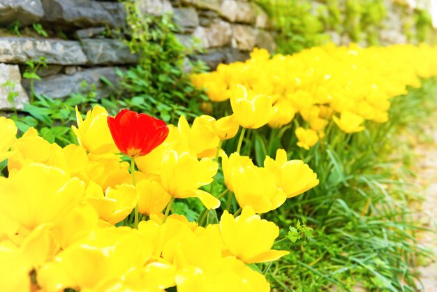 Flores de tulipanes en parque verde