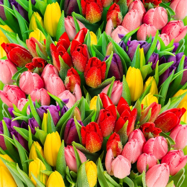 Foto flores de tulipanes de primavera fresca con gotas de agua. papel pintado floral. colores vibrantes