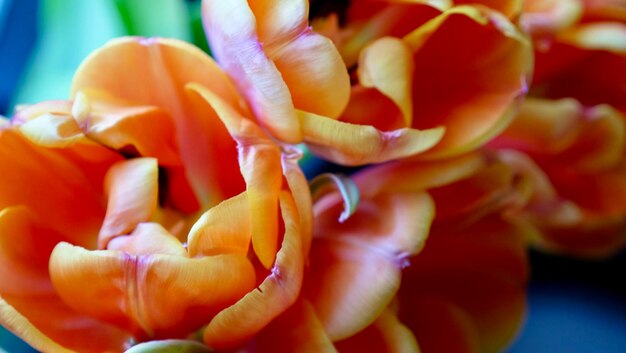 Flores de tulipanes rojos anaranjados y amarillos en un soleado día internacional de la mujer o el día de la madre