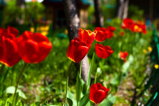 Flores de tulipanes rojos en el jardín entre la vegetación