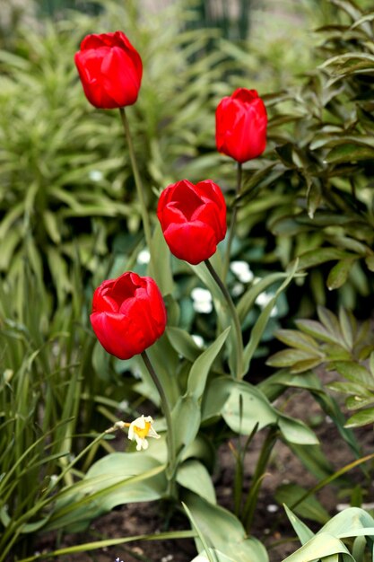 Flores de tulipanes rojos que florecen en un jardín.