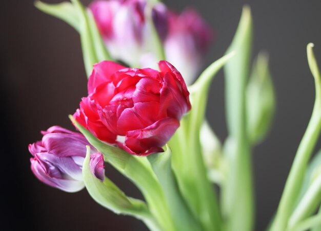 Flores de tulipanes rojos en un ramo