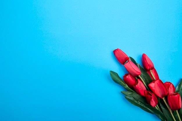 Flores de tulipanes rojos sobre fondo azul