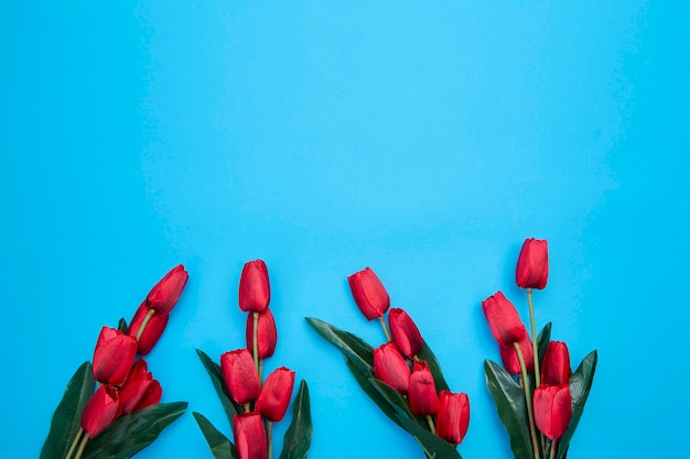 Flores de tulipanes rojos sobre fondo azul