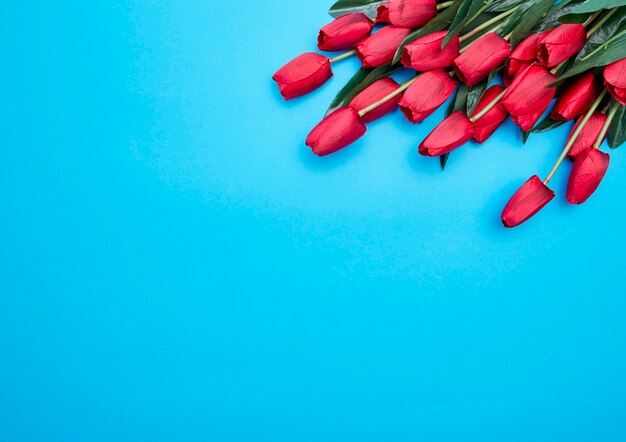 Flores de tulipanes rojos sobre fondo azul