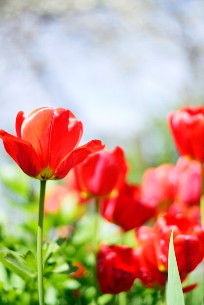 Flores de tulipanes rojos.