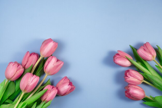 Flores de tulipanes rosa sobre fondo azul. Tarjeta para el día de las madres, 8 de marzo, felices Pascuas, San Valentín, cumpleaños. Esperando la primavera. Tarjeta de felicitación. Vista plana endecha, superior, espacio de copia para texto