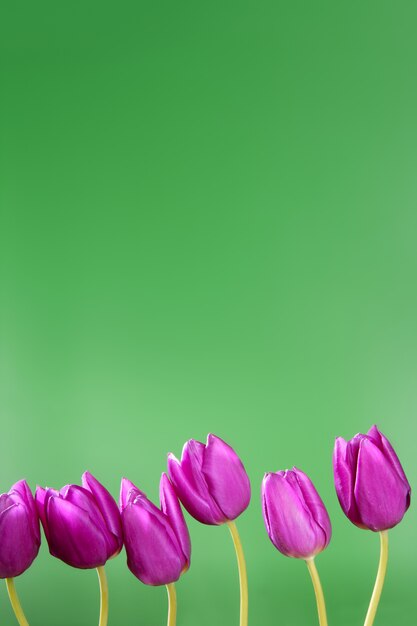 Flores de tulipanes rosados en un arreglo de línea de fila sobre fondo verde