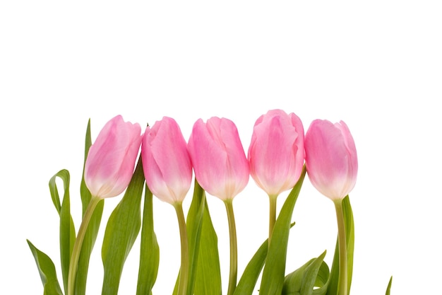 Flores de tulipanes rosas aisladas sobre fondo blanco