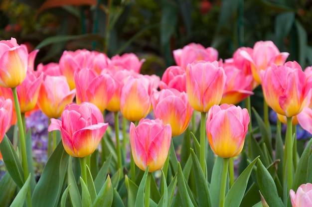 Flores de tulipanes rosas coloridasEl florecimiento del tulipánLos hermosos tulipanes en flor en el jardín