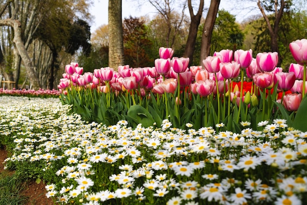 Flores de tulipanes rosas que florecen en un hermoso jardín