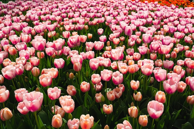 Flores de tulipanes rosas que florecen en un hermoso jardín