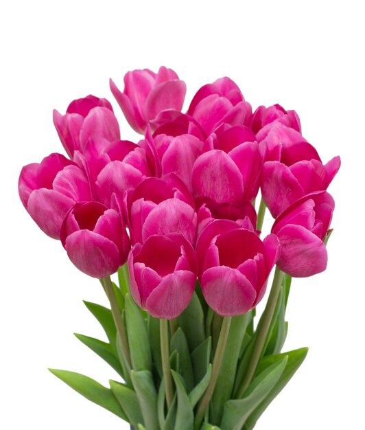 Flores de tulipanes