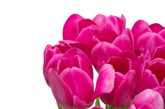 Flores de tulipanes
