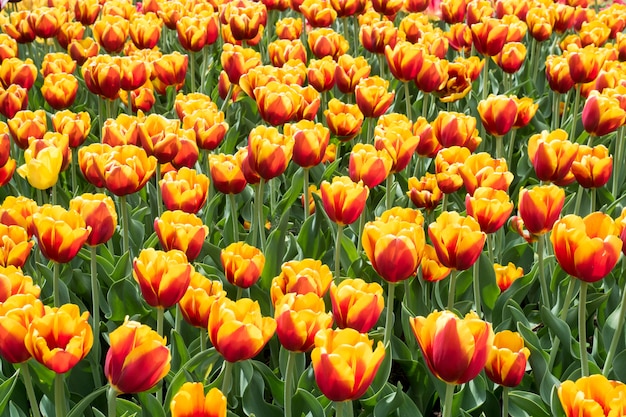 Flores tulipas coloridas que florescem em um jardim