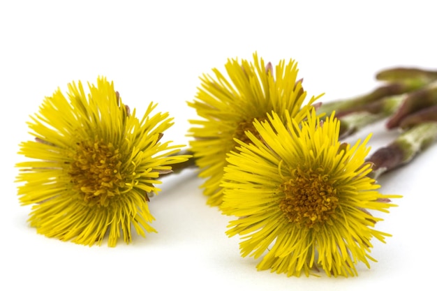 Flores de Tussilago farfara aisladas sobre un fondo blanco