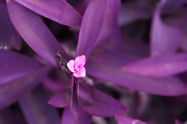 Foto flores ultravioletas