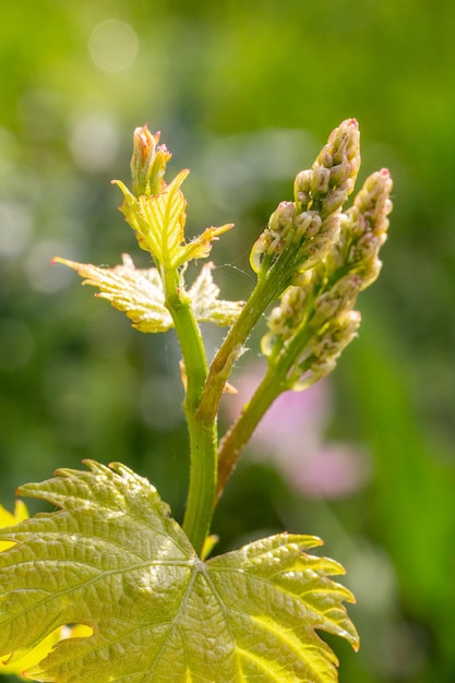 Foto flores de uvas jóvenes en el viñedo en primavera