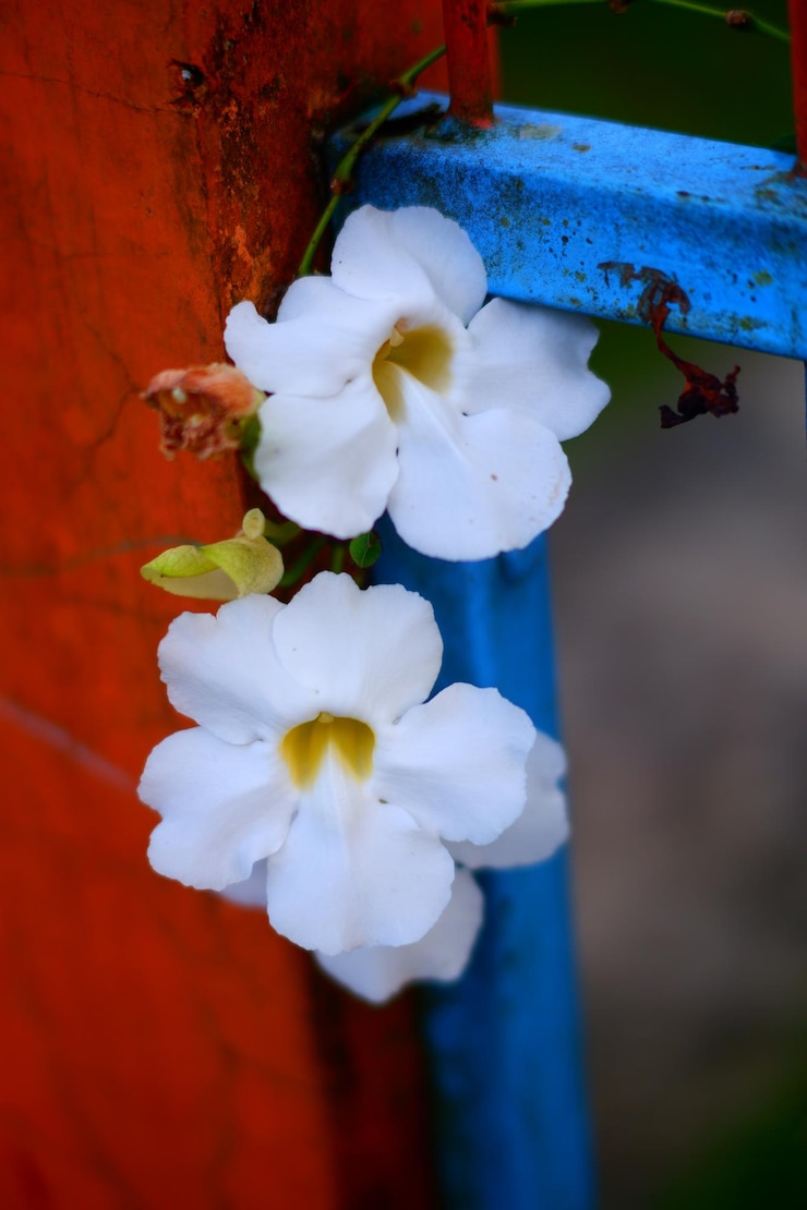 Foto flores en una valla azul en el jardín.